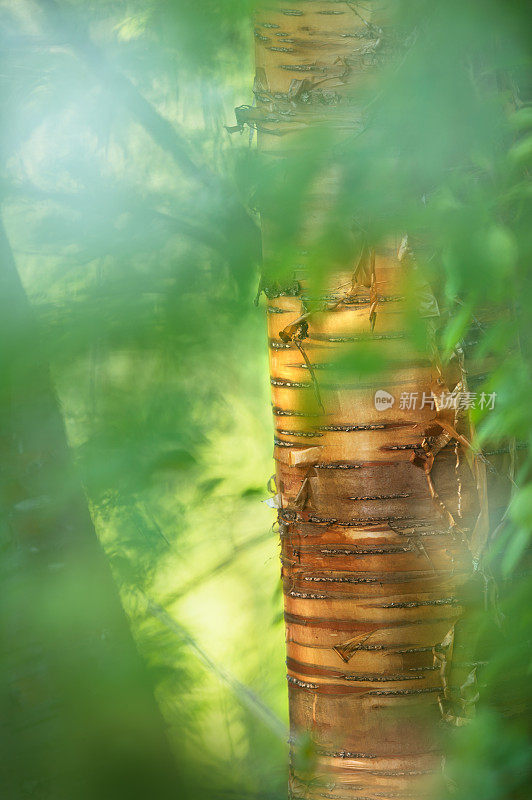 满洲樱桃(Prunus maackii)树干